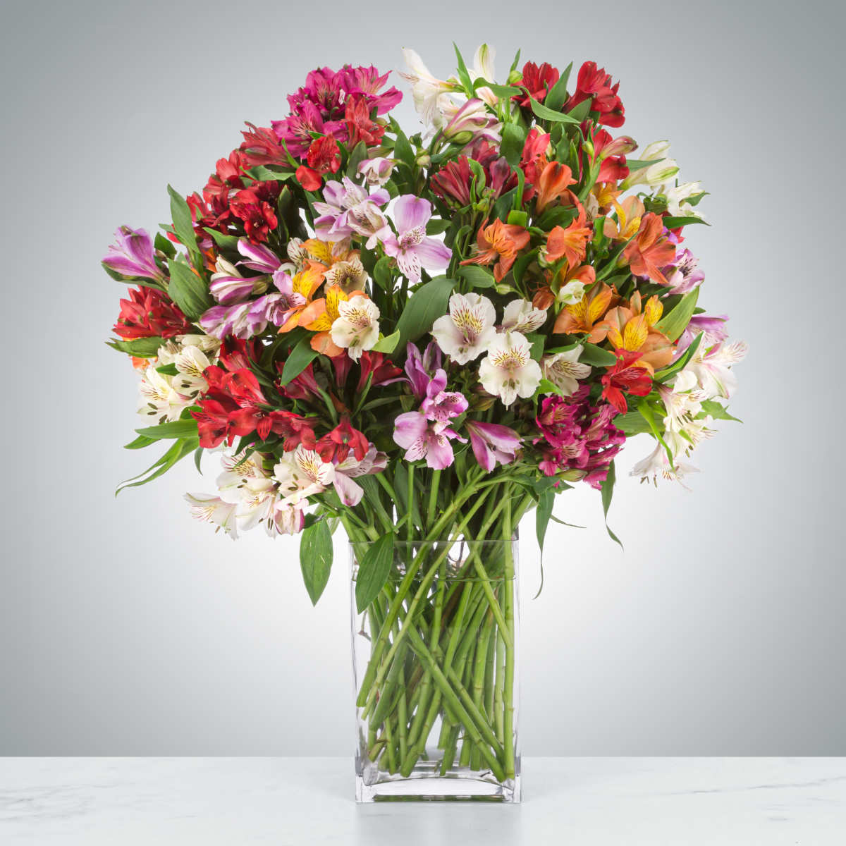 Amazing Alstroemeria