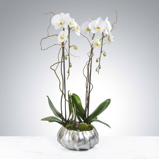 Two Stem Orchid Planter
