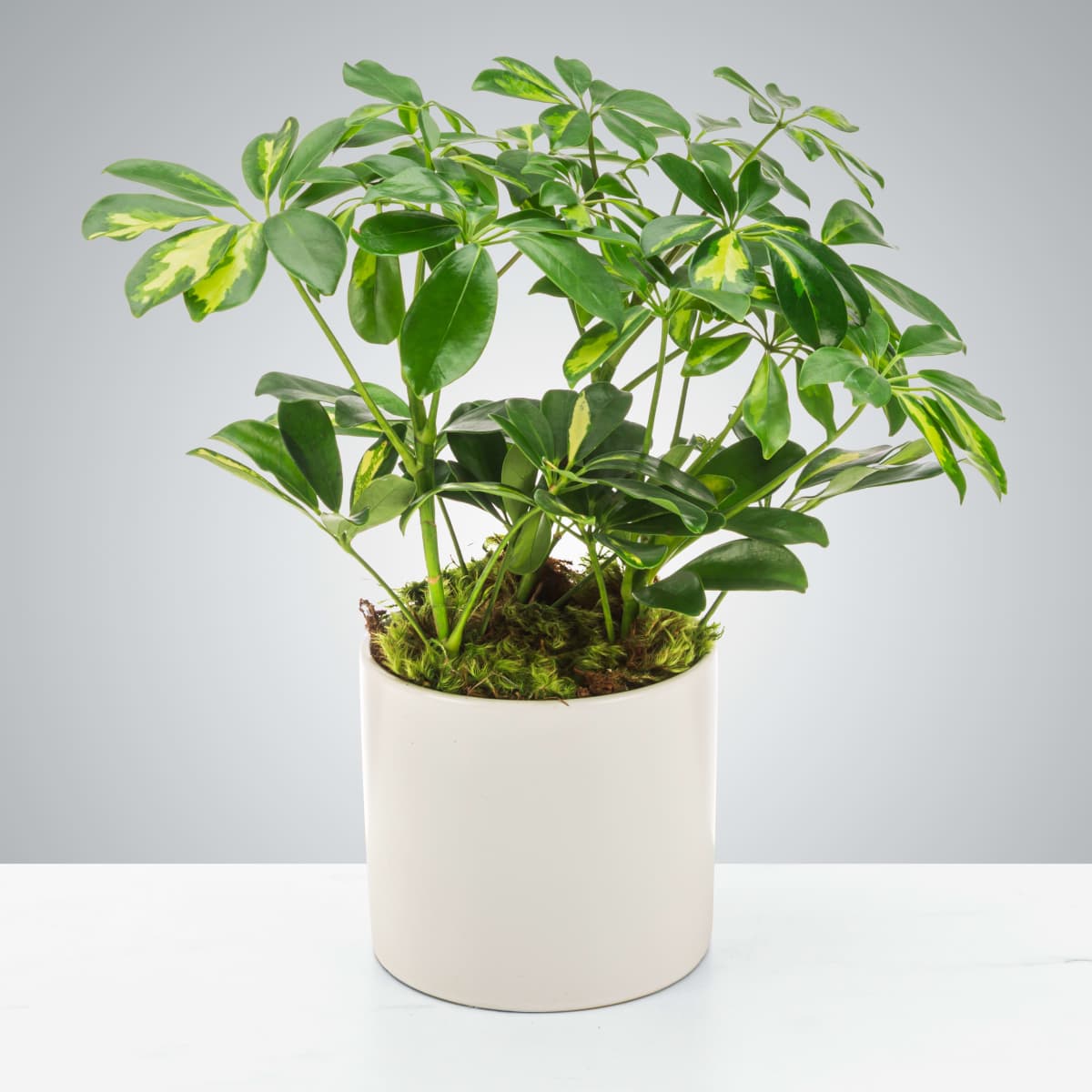 Umbrella Plant