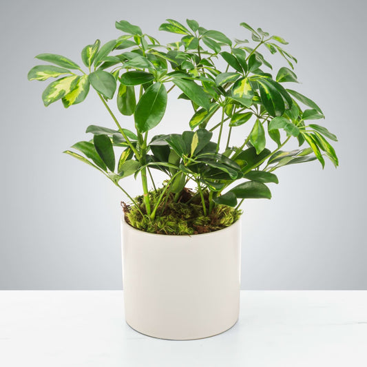 Umbrella Plant