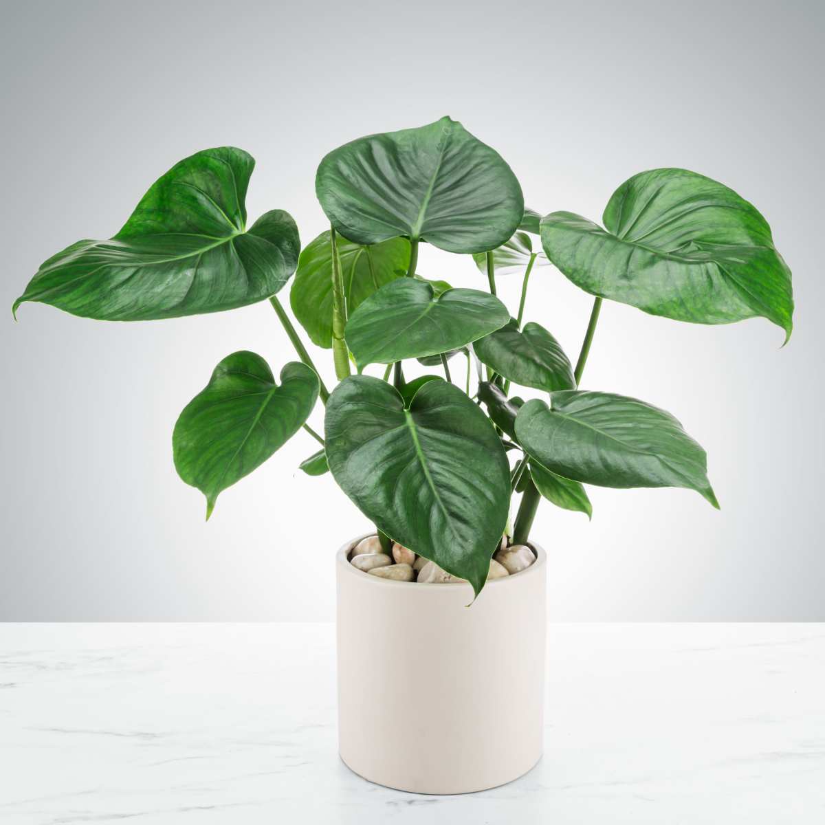Split Leaf Philodendron