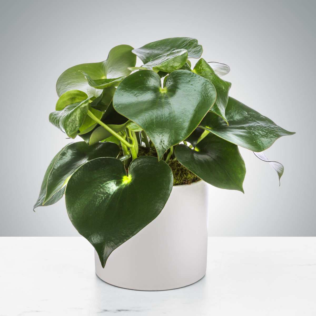 Raindrop Plant