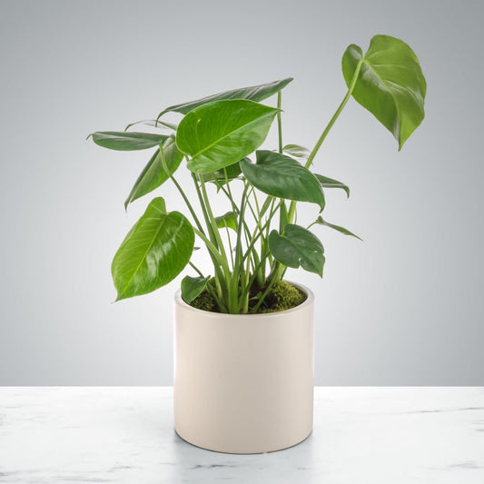 Monstera Plant